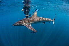 Carcharhinus falciformis