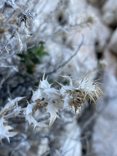 Image of Xylorhiza panamintensis by (c) Matt Berger, some rights reserved (CC BY)