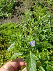 Hydrolea quadrivalvis