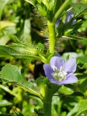 Hydrolea quadrivalvis