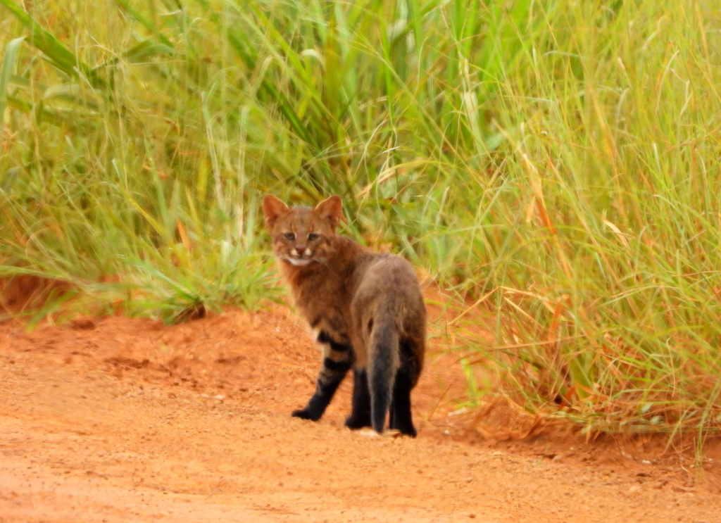 Pantanal Cat in March 2023 by KENNEDY BORGES · iNaturalist