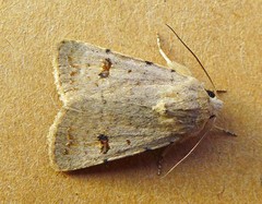 Caradrina kadenii