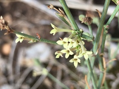 Asperula aristata scabra
