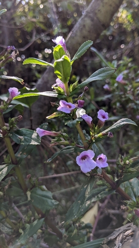 Image of Limnophila aromatica by (c) 許文俊, some rights reserved (CC BY-SA)
