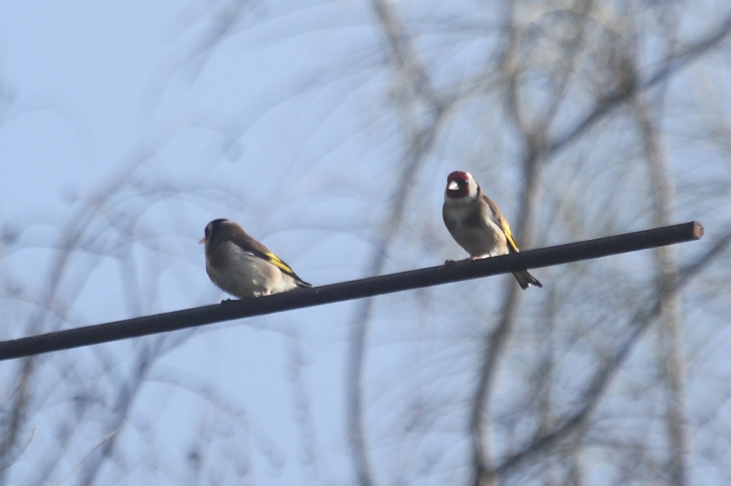 South-Western European Goldfinch