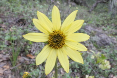 Iostephane trilobata