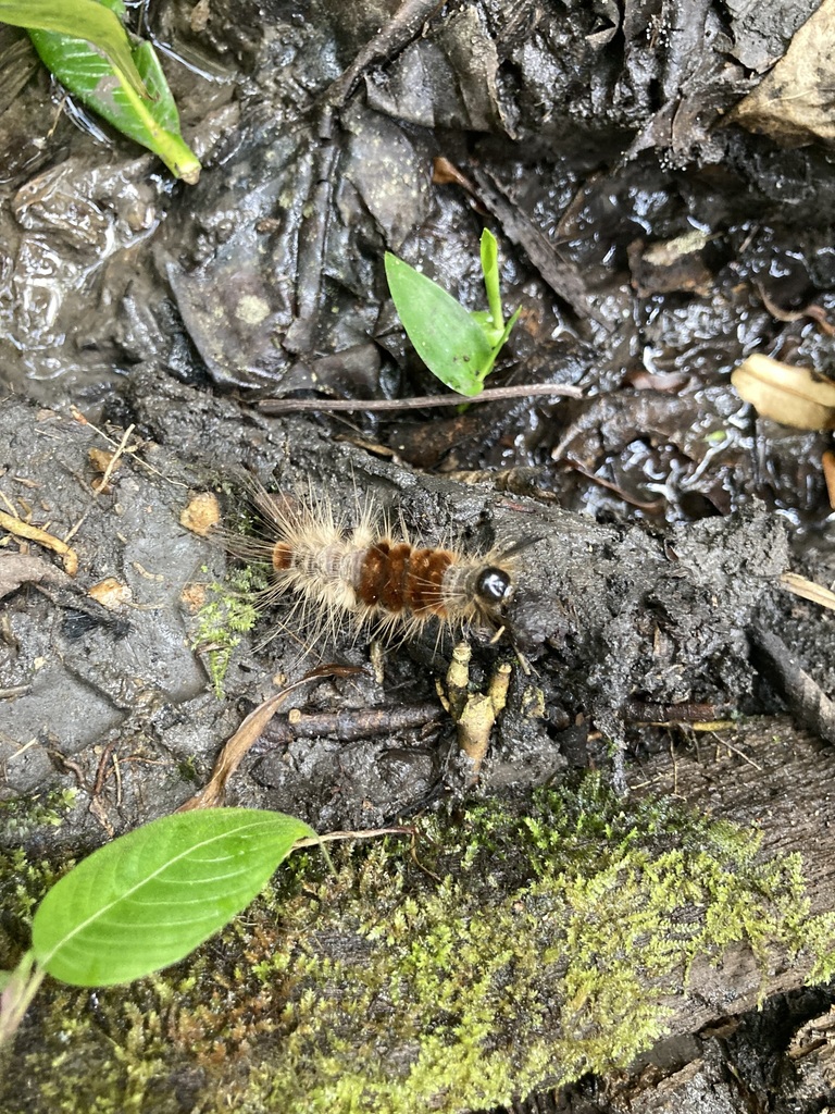 Butterflies and Moths from Kamwenge, Uganda on February 20, 2023 at 10