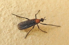 Plecia ruficollis