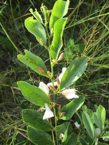 Image of Baphia massaiensis by no rights reserved
