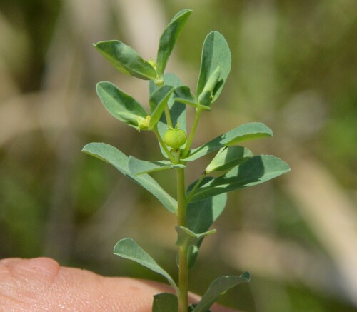 Image of Euphorbia texana by (c) Dan Johnson, some rights reserved (CC BY)