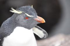 Southern Rockhopper Penguin photo 4