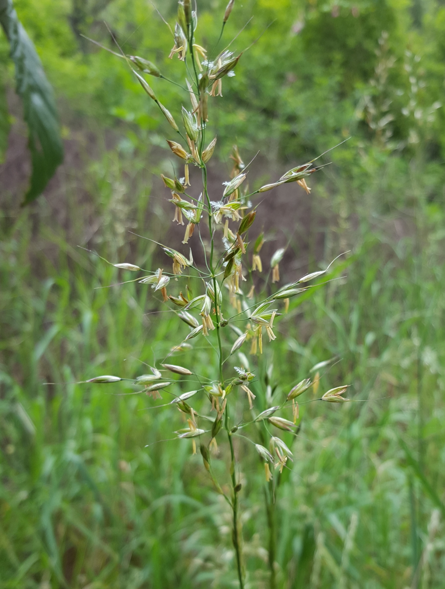 (c) François Rousseu, certains droits réservés (CC BY-NC) https://www.inaturalist.org/observations/150735711