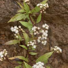 Ageratina riparia, recorded flowering
