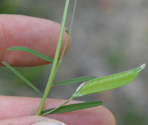Image of Vicia minutiflora by (c) Dan Johnson, some rights reserved (CC BY)