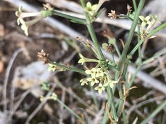 Asperula aristata scabra