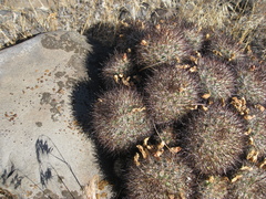 Pediocactus nigrispinus