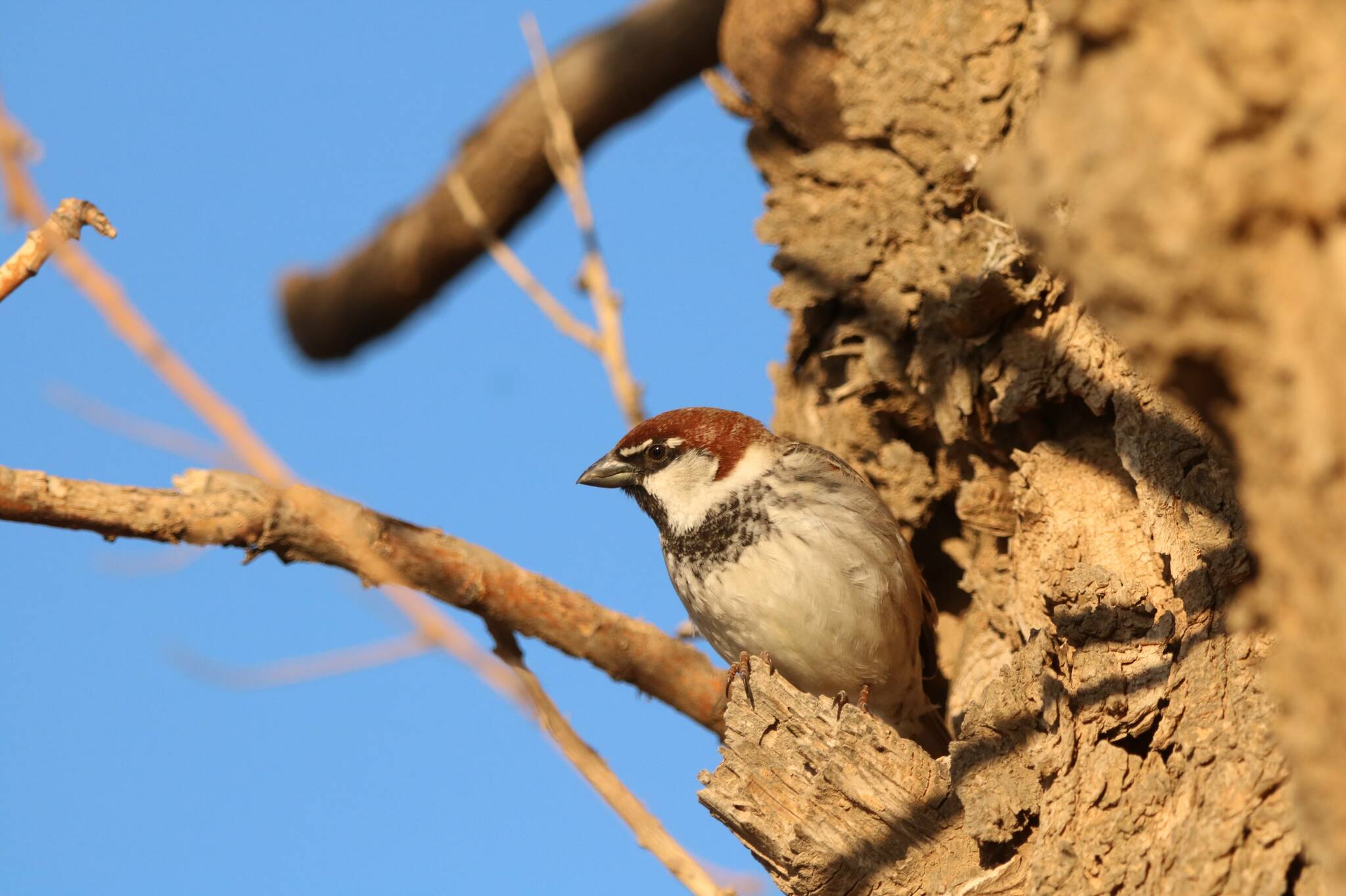 Spanish Sparrow
