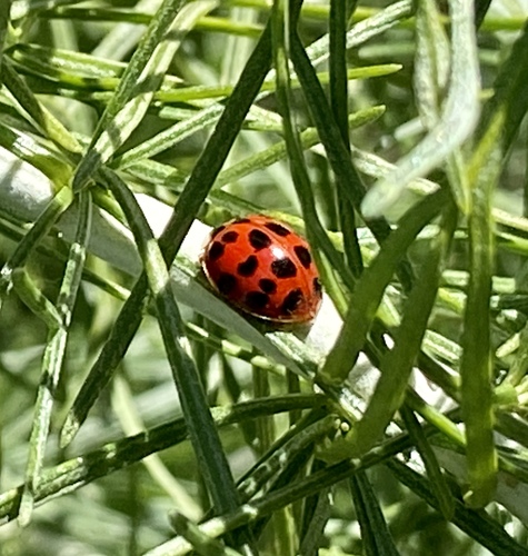 iNaturalist observation photo of Asian Lady Beetle
