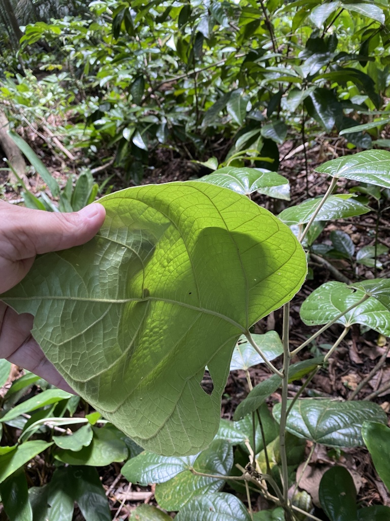 Abuta rufescens