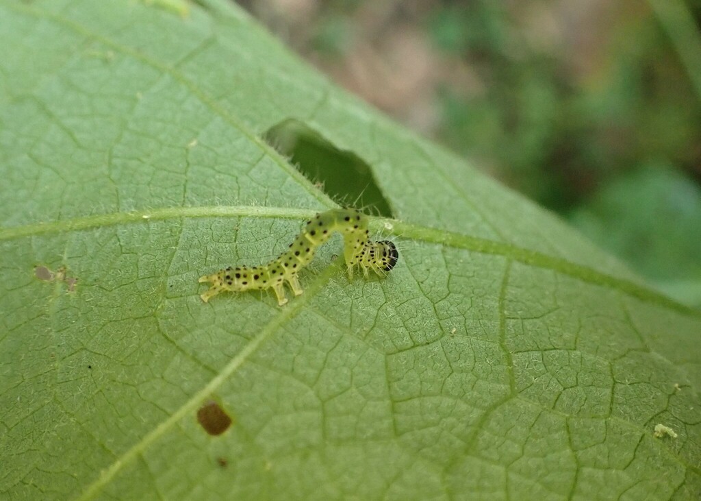 Butterflies and Moths from Kamwenge, Uganda on February 20, 2023 at 10
