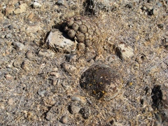 Pediocactus nigrispinus