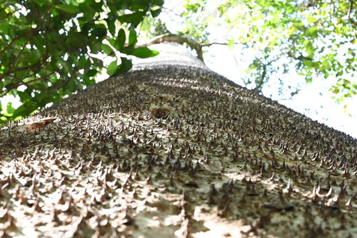 Hura crepitans - Whole tree