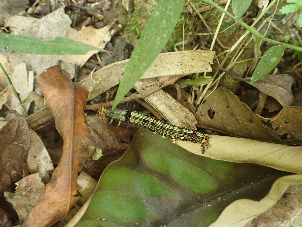 Butterflies and Moths from Kamwenge, Uganda on February 20, 2023 at 11