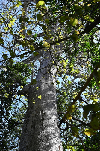 Hura crepitans - Leaves