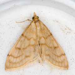 Paracorsia repandalis