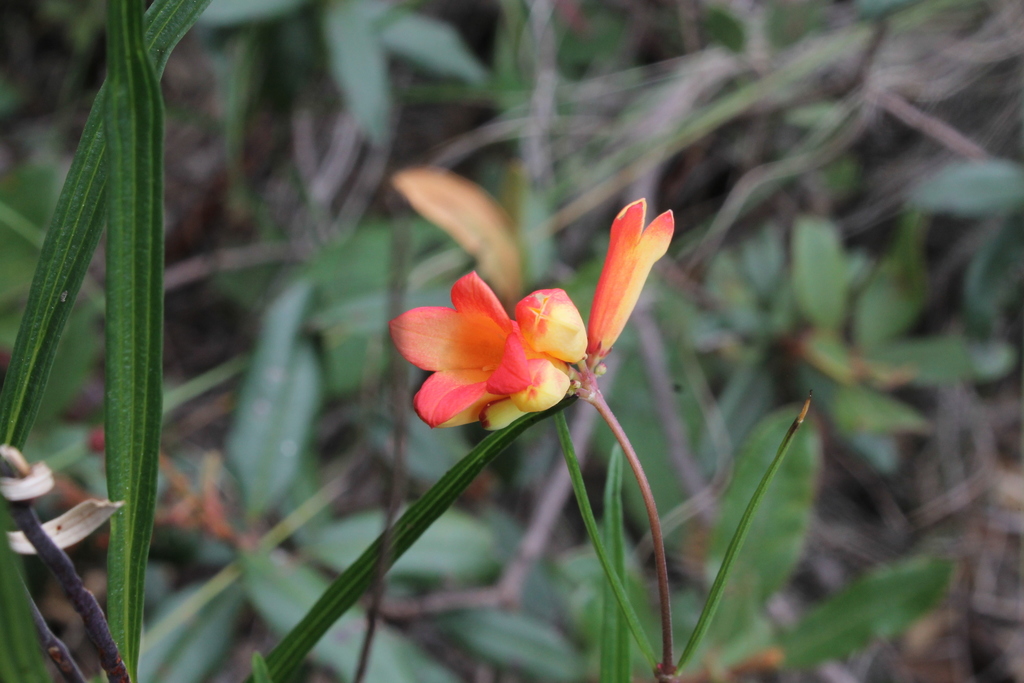 Bouvardia rzedowskii