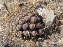 Pediocactus nigrispinus