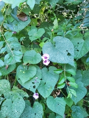 Ipomoea muricata