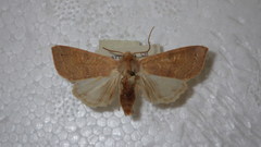 Xanthia ocellaris