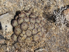 Pediocactus nigrispinus