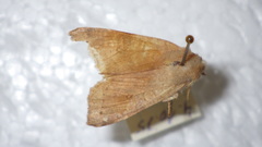 Xanthia ocellaris