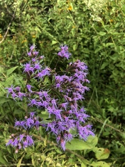 Chromolaena pulchella