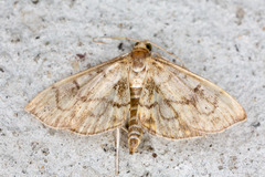 Anania stachydalis
