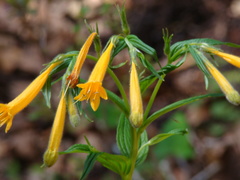 Lithospermum flavum
