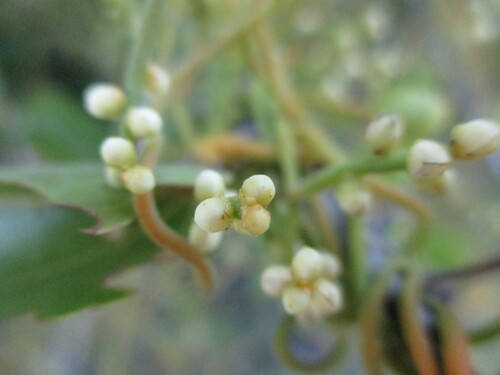 Cassytha filiformis image