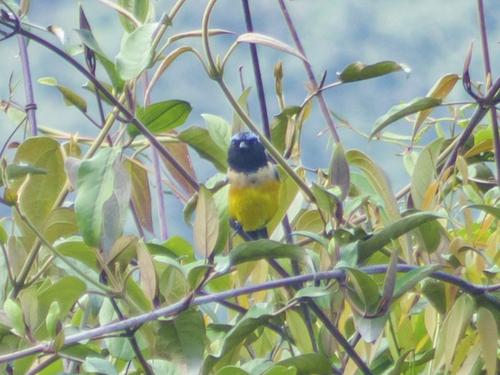 Buff-banded Mountain Tanager (Dubusia taeniata), photo 6
