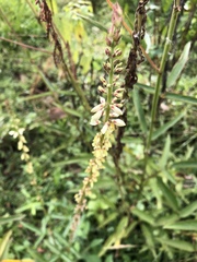Desmodium macrostachyum