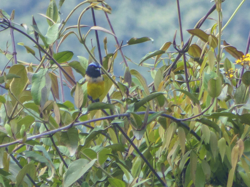 Buff-banded Mountain Tanager (Dubusia taeniata), photo 7