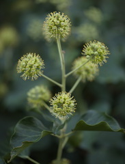 Hedera helix