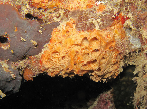 Haliclona osiris