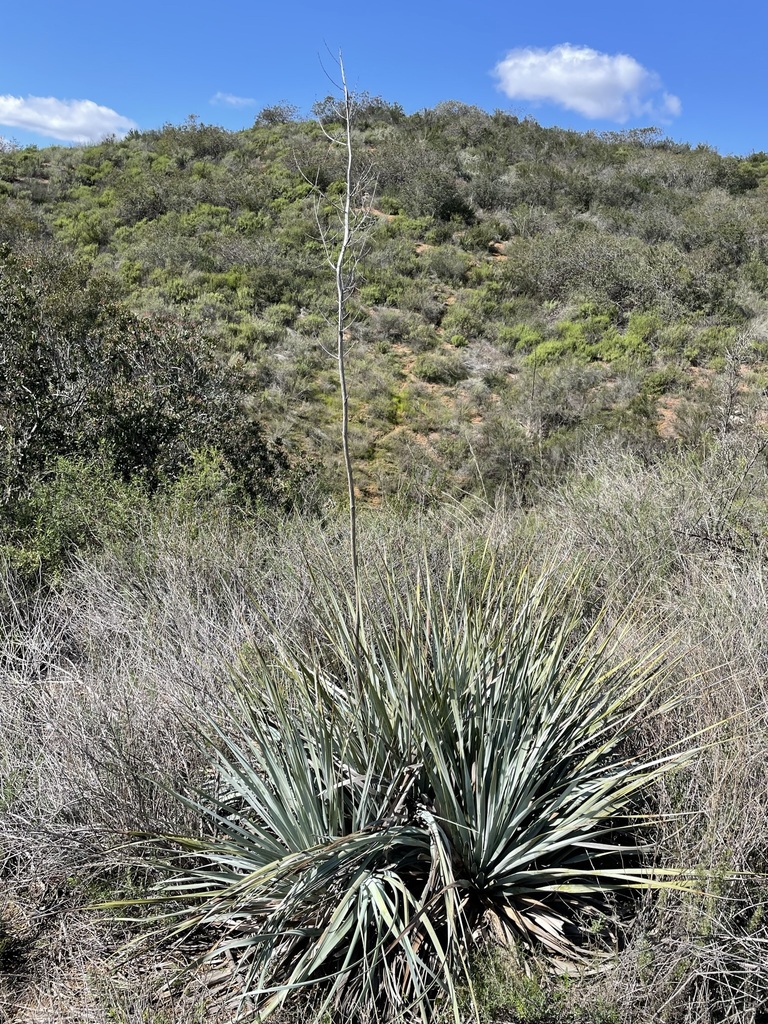 Nolina interrata, United States