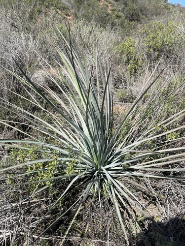 Nolina interrata