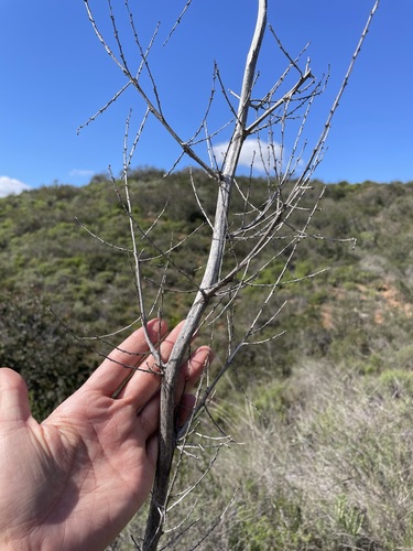 Nolina interrata