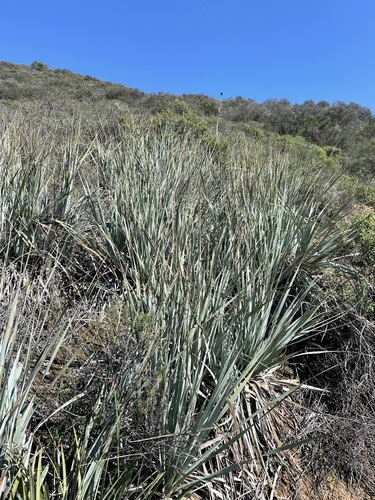 Image of Nolina interrata by (c) Matt Berger, some rights reserved (CC BY)