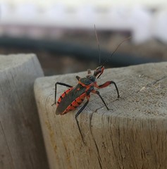 Rhynocoris bipustulatus