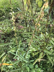 Desmodium macrostachyum